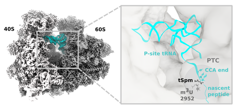 Location of the methylation is in the ribosome’s peptidyl transferase centre (PTC) where the peptide bond can be catalysed. Visualisation of the binding of thermospermine (tSpm) to the Arabidopisis ribosome using a cryo-EM map. Credit: Alexandre Faille