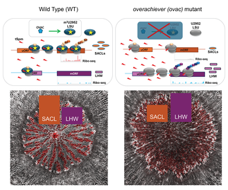 Thermospermine requires m3U2952 modification of ribosomes for its bifunctional translation regulation. In WT plants the OVAC gene can methylate ribosomes (m3U2952). Graphic and images by Donghwi Ko.