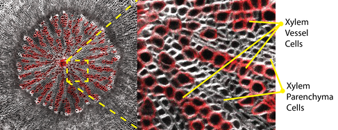 Cross section of Arabidopsis thaliana hypocotyl showing xylem tissue patterning formed by two different cell types – xylem vessels (red) and xylem parenchyma cells. SR2200 and Fuchsin staining of vessels. Imaged by Donghwi Ko.