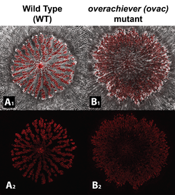 Cross section of hypocotyl of 8-week-old Arabidopsis thaliana. The ovac mutant displays enhanced secondary vessel differentiation (red) at the expense of parchenchyma cells. Images A2 and B2 show the vessel cells only. SR2200 and Fuchsin staining. Imaged 