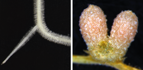 Lateral root & nodule images by Katharina Schiessl