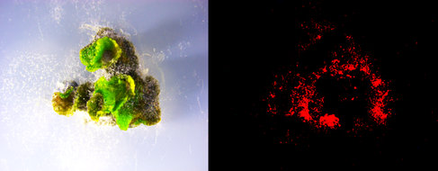 Marchantia paleacea WT thallus showing infection by the ARI-td zoospores of pathogenic oomycete Phytophthora palmivora. Images by Chetan Pandey.