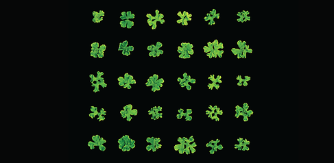 Marchantia polymorphas grown on plates. Image by David Hoey.