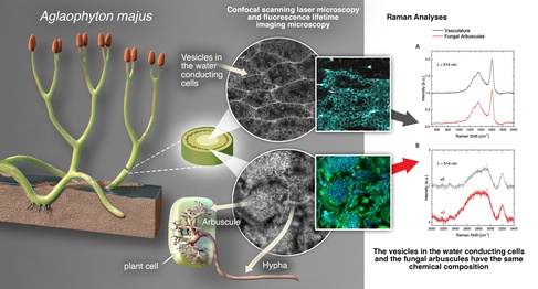 Confocal scanning laser microscopy and fluorescence lifetime imaging microscopy, together with Raman analyses, allowed us to resolve different features of the plant and fungal structures in the fossil of Aglaophyton majus. Copyright: Victor&nbsp;O. Leshyk.