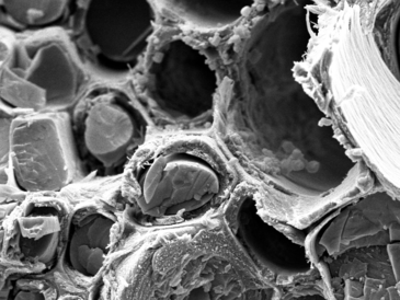 New research is inspiring the design of new biomaterials