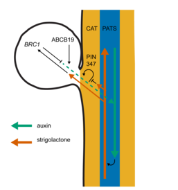 New insights into how bud-bud communication influences branching