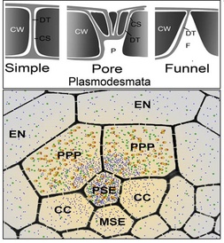 Plant science research team including SLCU’s Helariutta reveals a missing link in plant transport