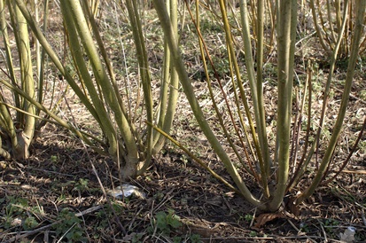 Multiple stems re-shooting from the base of coppiced willows.