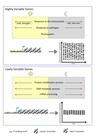 Noisy genes summary figure (Sandra Cortijo) 2