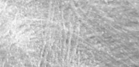 Pectin nanofilments as seen under the Sainsbury Laboratory cryo-SEM microscope.