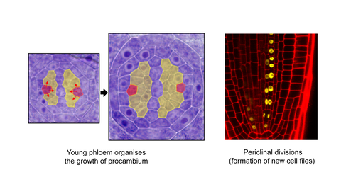 Young phloem organises the growth of procambium
