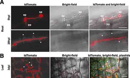 Phytophthora palmivora ARI-td produces haustoria in roots and leaves of barley (Figure 3 from Le Fevre et al 2016)