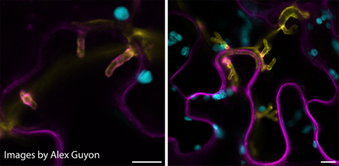 Phytophthora palmivora haustoria infecting the leaves of Nicotiana benthamiana. Image on right shows branching haustoria. Image by Alex Guyon.