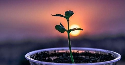 Plant seedling with sunset in background