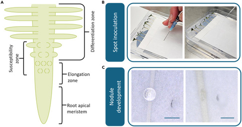 Rhizobial spot inoculation of Medicago truncatula seedlings with Sinorhizobium meliloti. 