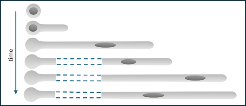 Simulation of a root hair cell and its nucleus from initiation through growth phase and into early maturation. Image by Tamsin Spelman.