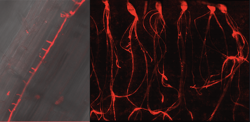 Confocal microscopy image showing a red fluorescently labelled Phytophthora pathogen infecting seedling roots of barley.