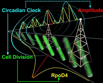 How the cyanobacterial circadian clock couples to pulsatile processes