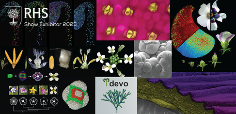 Sainsbury Laboratory Cambridge: Blooming Numbers exhibit will take visitors to the 2025 RHS Chelsea Flower Show on an interactive journey through the latest discoveries in quantitative plant science research beginning with the flower.