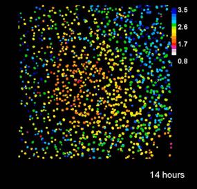 Salicylic Acid biosensor, SalicS1, tracks the immune hormone salicylic acid (SA). This movie show SA accumulation spreading from the site of pathogen invasion on an Arabidopsis leaf.