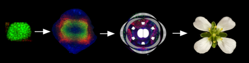Development of the Arabidopsis flower