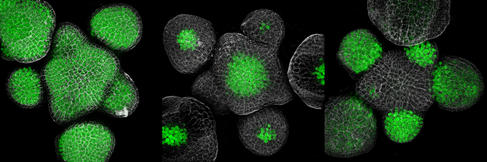 Confocal microscopy image of Arabidopsis thaliana shoot meristems