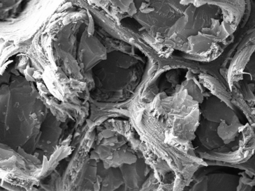 Secondary cell walls of spruce: SLCU's low-temperature scanning electron microscope (cryo-SEM) has revealed the nanoscale architecture of tree cell walls in their hydrated state.