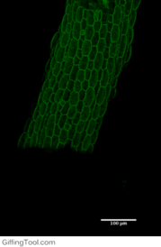 Coupling ACME to a confocal enables the response of individual cells to be seen.