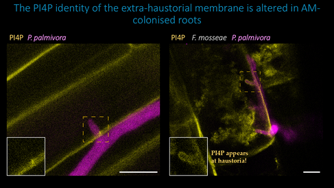 The PI4P identity of the extra-haustorial membrane is altered in AM-colonised roots. Images by Alex Guyon.
