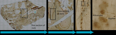 The original thin polished sample of Windyfield chert (left) was placed on a slide and imaged under a Keyence microscope. Zooming in on the sample revealed exquisitely preserved fungal structures. Images by Gareth Evans.