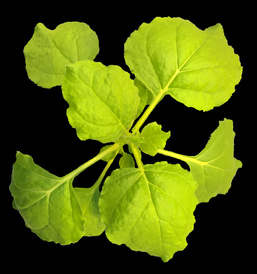 Tobacco-plant