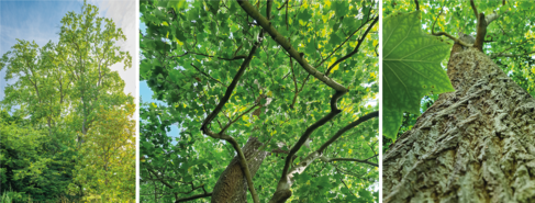 Tulip tree (Liriodendron tulipifera) towering over neighbouring trees in the Cambridge University Botanic Garden (Image by Howard Rice) and views looking up into the tree canopy from the ground showing the textured bark of the tree trunk..