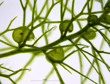 Utricularia vulgaris