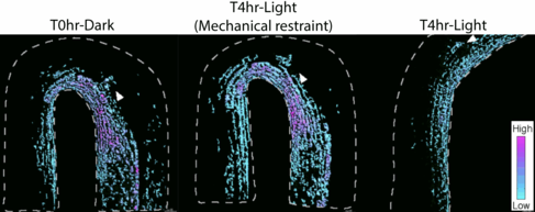 Wall mechanics feed back into cellular auxin homeostasis control