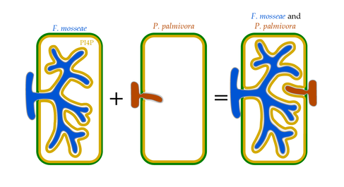 During co-colonization, PI4P is recruited to pathogen haustoria PI4P recruitment correlates with enhanced host resistance to the pathogen. Graphic by Alex Guyon.