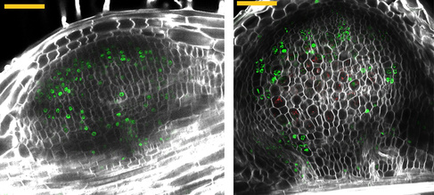 Optical sections of nodule primordia. Image by Ella Greensmith.