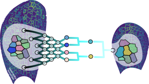 Illustration of the Plant automatic cell lineage reconstruction project. Graphic by Elise Laruelle and leaf images by Kumud Saini.