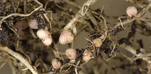 Legume root nodules