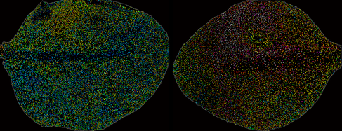 Arabidopsis thaliana leaf under mock (left) versus infection (right) 20 hours after infection: The right leaf shows salcylic acid (SA) accumulation spreading from the site of pathogen invasion.