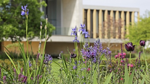View of Sainsbury Laboratory from Cambridge University Botanic Garden in spring with irises, tulips and other flowers in foreground