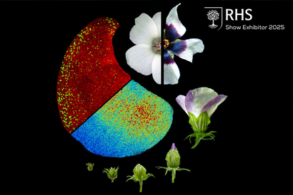 Flowers like hibiscus use an invisible blueprint established very early in petal formation that dictates the size of their bullseyes – a crucial pre-pattern that can significantly impact their ability to attract pollinating bees.  Image by Edwige Moyroud 