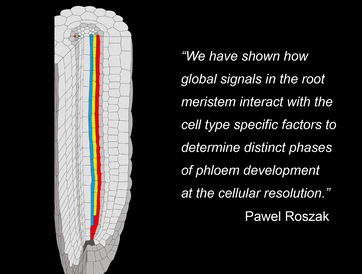 Diagram of phloem in root: “We have shown how global signals in the root meristem interact with the cell type specific factors to determine distinct phases of phloem development at the cellular resolution.” Pawel Roszak