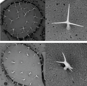 Trichomes on an Arabidopsis thaliana leaf (here shown using electron microscopy) are formed by a single cell adopting this spiked shape. Arabidopsis plants without a SCAR/WAVE gene cannot form properly shaped trichomes, because their inner cytoskeleton co
