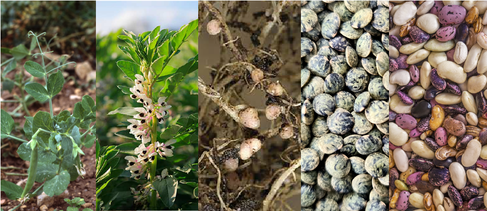Montage featuring pea and broadbean plants, root nodules, and dried lentils and beans.