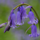 Close-up of a single English bluebell with its distinctive nodding flower head.