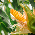 Close-up of a ripe yellow corn cob still attached to the plant, partially husked to reveal rows of kernels, surrounded by green leaves in a field.