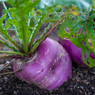 Purple turnip in garden bed