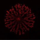 Cross section of hypocotyl of wild type 8-week-old Arabidopsis thaliana. The image shows xylem secondary vessel cells only with red cell boundaries spread radially from centre of stem on black background. 