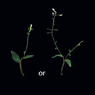 Two Arabidopsis shoots side-by-side on a black background. The left shoot shows an inhibited axillary bud, while the right shoot shows an axillary bud growing out into a developed lateral branch.