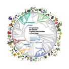 Circular graphic of the phylogeny of the 284 species of plants included in Conservatory data set. The study found approximately 2.3 million conserved non-coding sequences across 314 genomes, 284 species within 73 green plants families. Illustrations of major plat groups on outter edge of circle. Illustrations of plants from the main plant families are featured on the outside of the phylogeny circle.